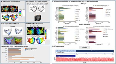 Computational Modeling for Antiarrhythmic Drugs for Atrial Fibrillation According to Genotype